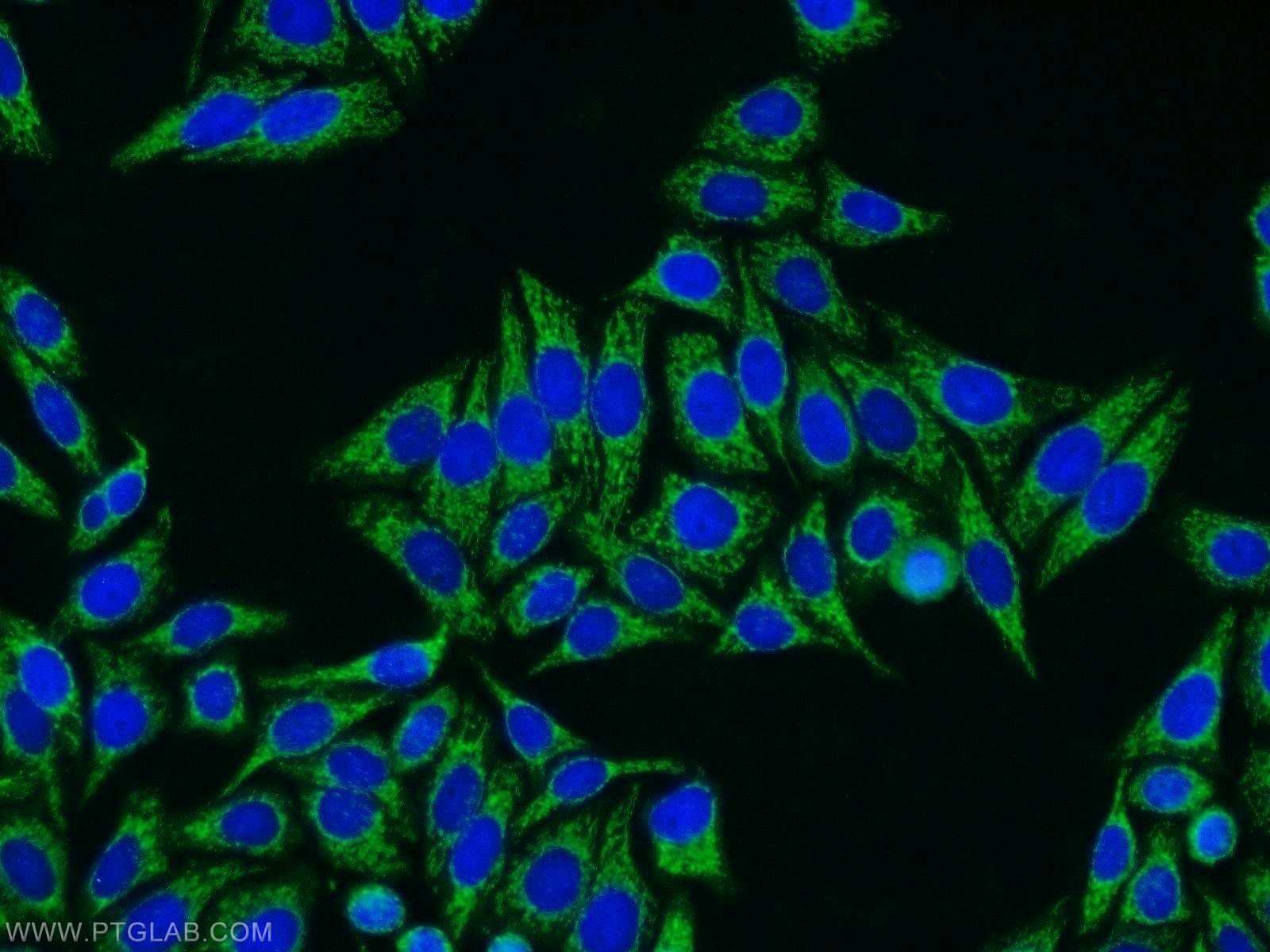 Immunofluorescence (IF) / fluorescent staining of HepG2 cells using SHMT1 Polyclonal antibody (14149-1-AP)