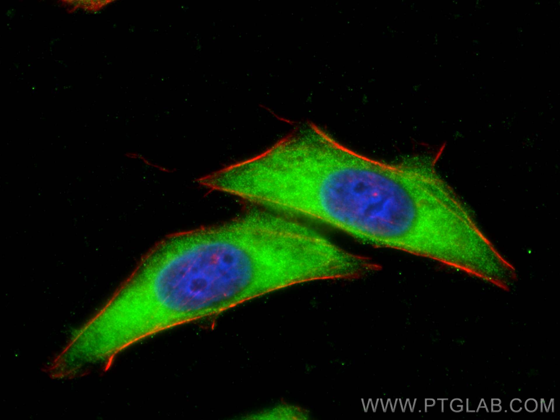 Immunofluorescence (IF) / fluorescent staining of HepG2 cells using SHMT1 Polyclonal antibody (30192-1-AP)