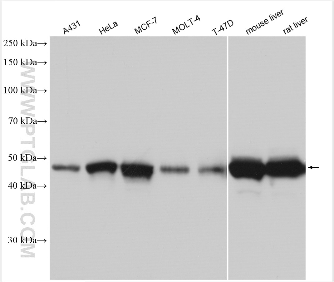 Western Blot (WB) analysis of various lysates using SHMT1 Polyclonal antibody (30192-1-AP)