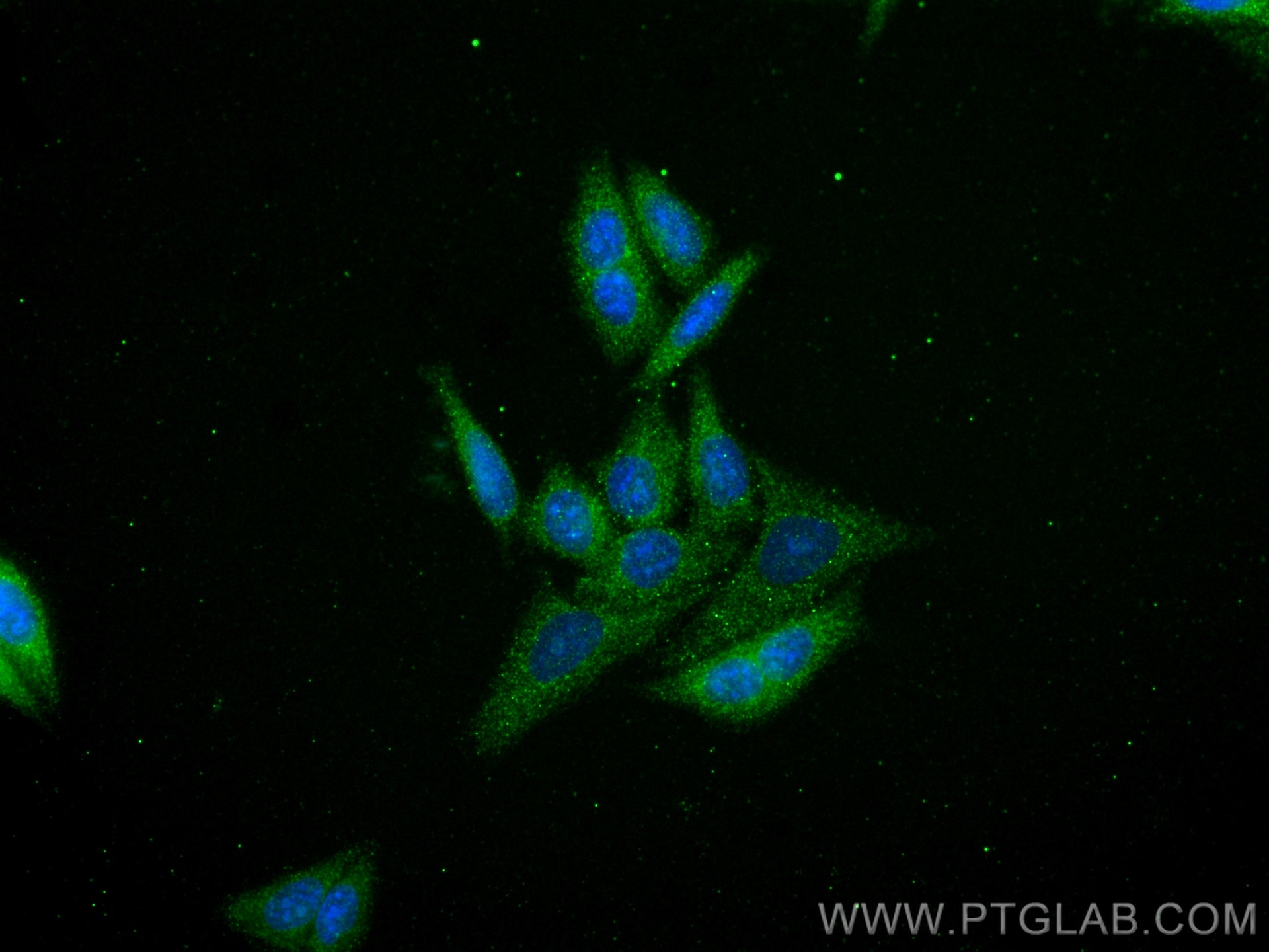 Immunofluorescence (IF) / fluorescent staining of HepG2 cells using SHMT1 Monoclonal antibody (67963-1-Ig)