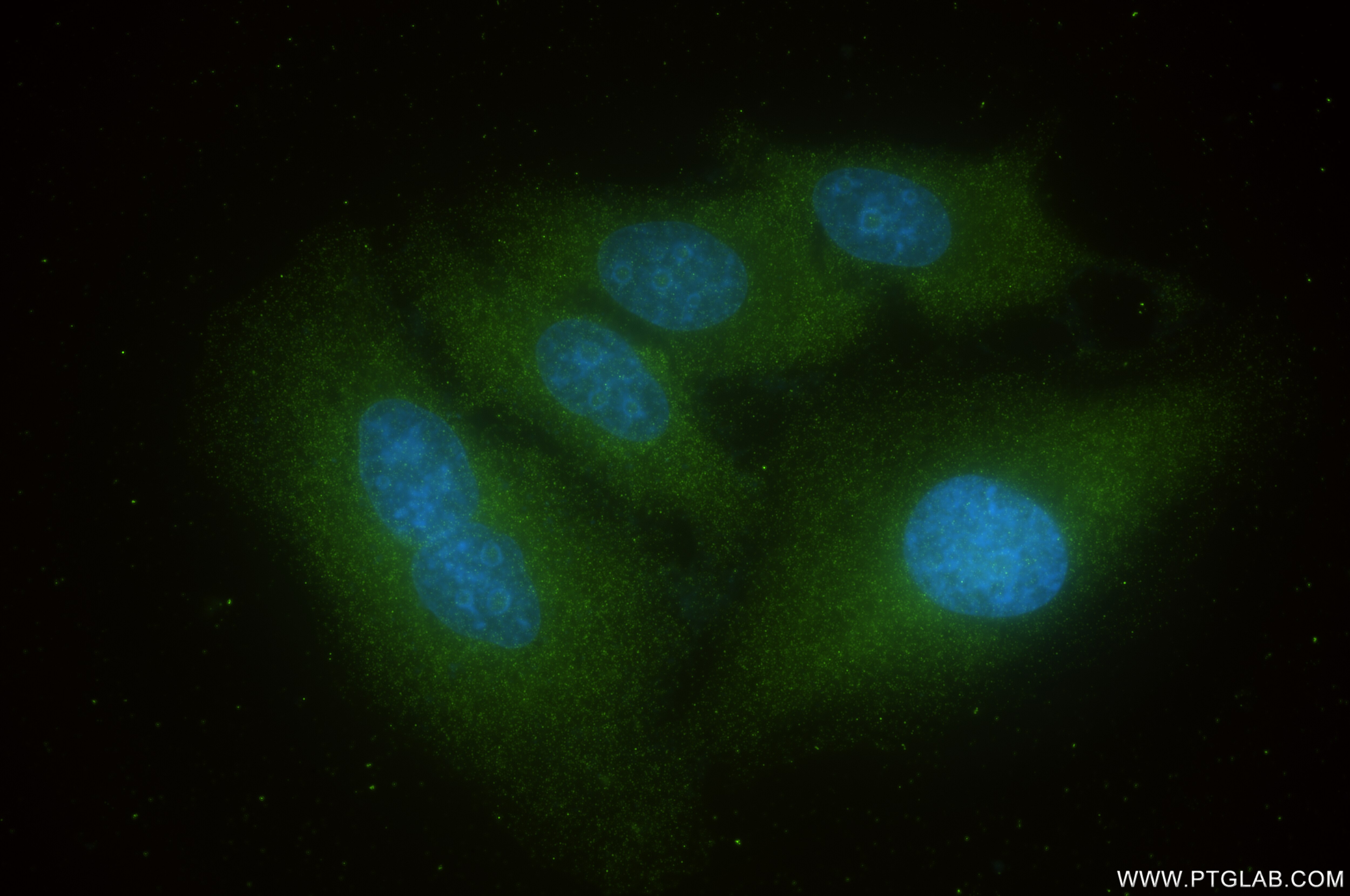 Immunofluorescence (IF) / fluorescent staining of HepG2 cells using SHMT1 Recombinant antibody (85758-5-RR)