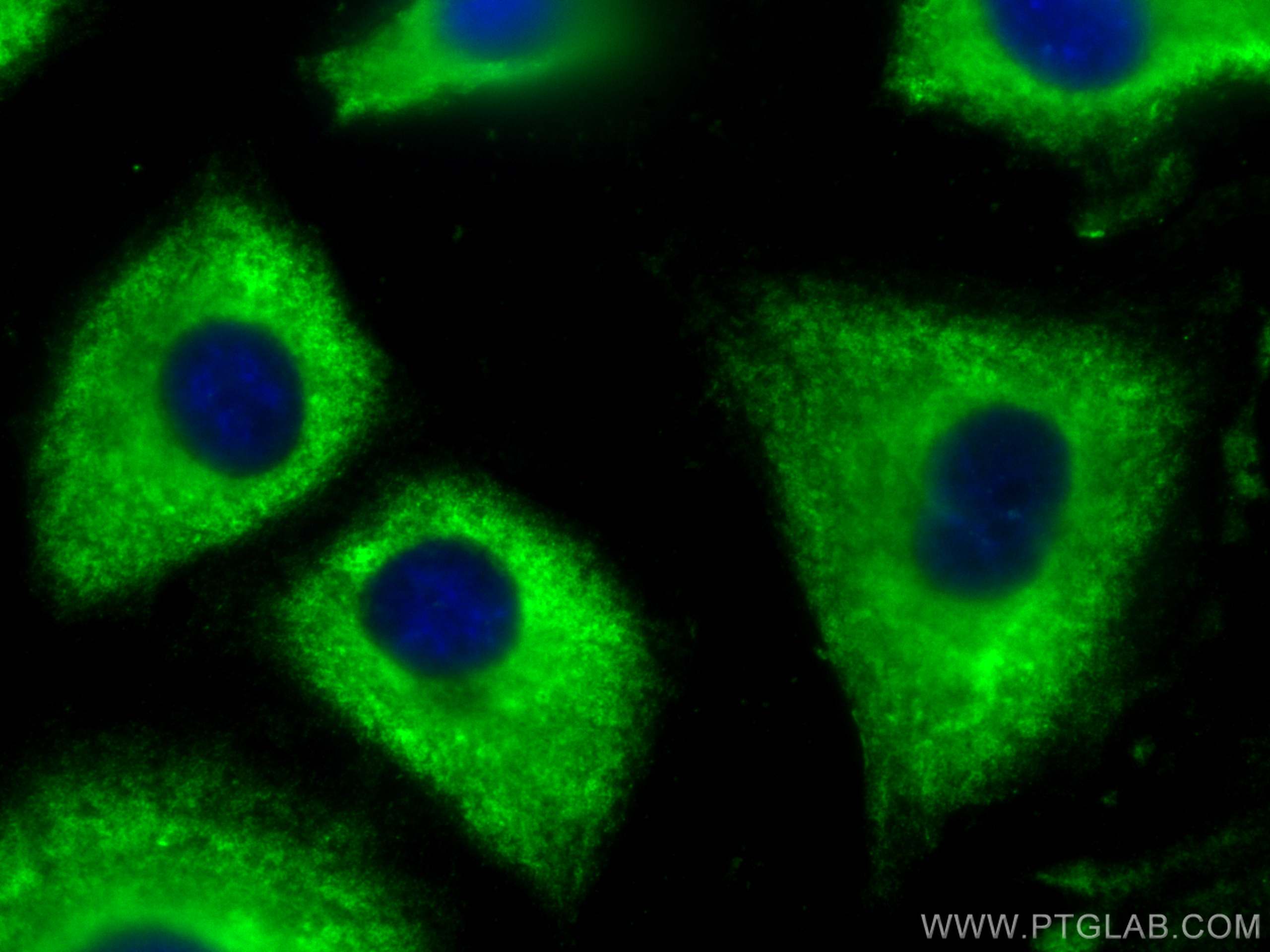 Immunofluorescence (IF) / fluorescent staining of A549 cells using CoraLite® Plus 488-conjugated SHMT1 Monoclonal ant (CL488-67963)