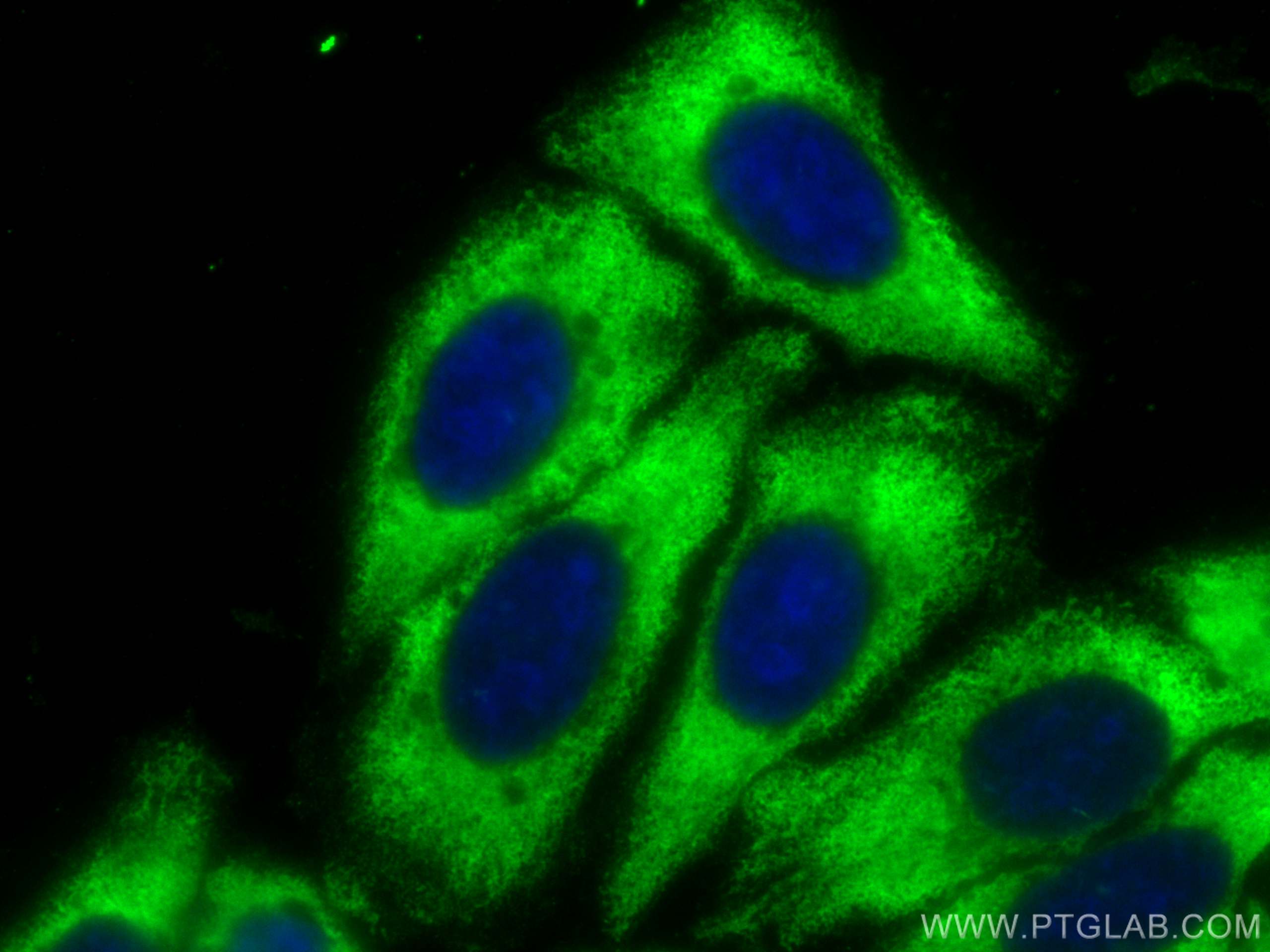 Immunofluorescence (IF) / fluorescent staining of HepG2 cells using CoraLite® Plus 488-conjugated SHMT1 Monoclonal ant (CL488-67963)