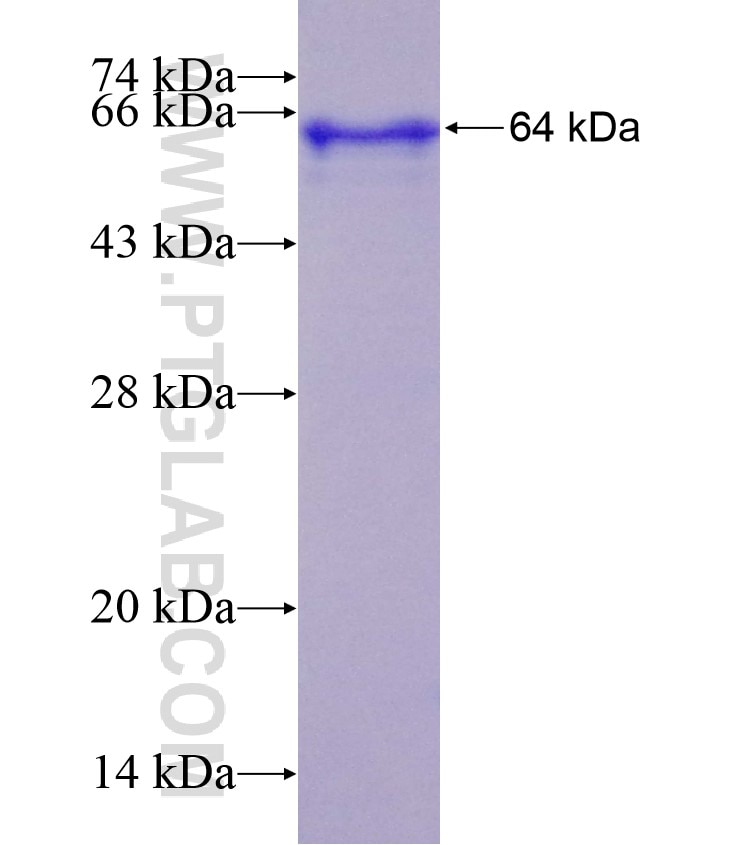 SHMT1 fusion protein Ag5330 SDS-PAGE