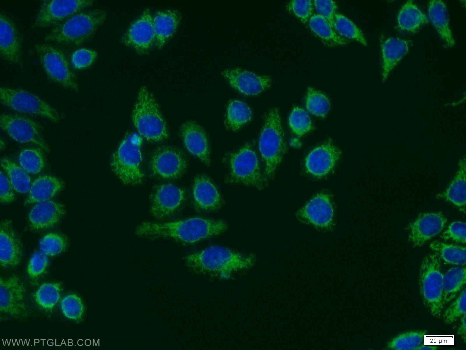 Immunofluorescence (IF) / fluorescent staining of MCF-7 cells using SHMT2 Polyclonal antibody (11099-1-AP)