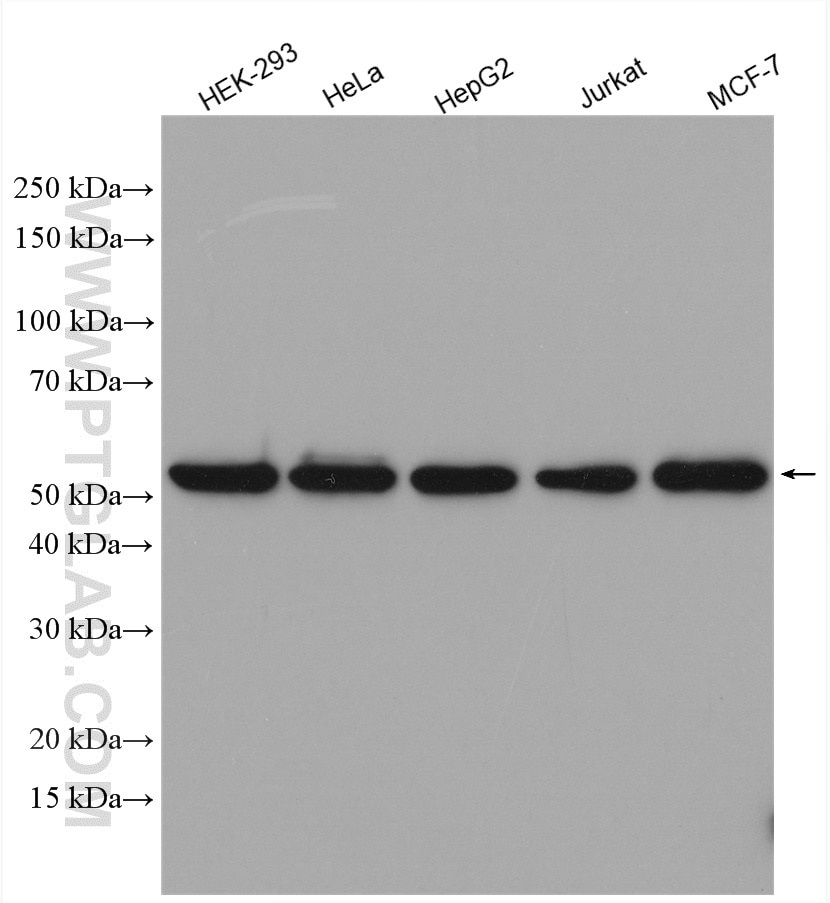 Western Blot (WB) analysis of various lysates using SHMT2 Polyclonal antibody (11099-1-AP)