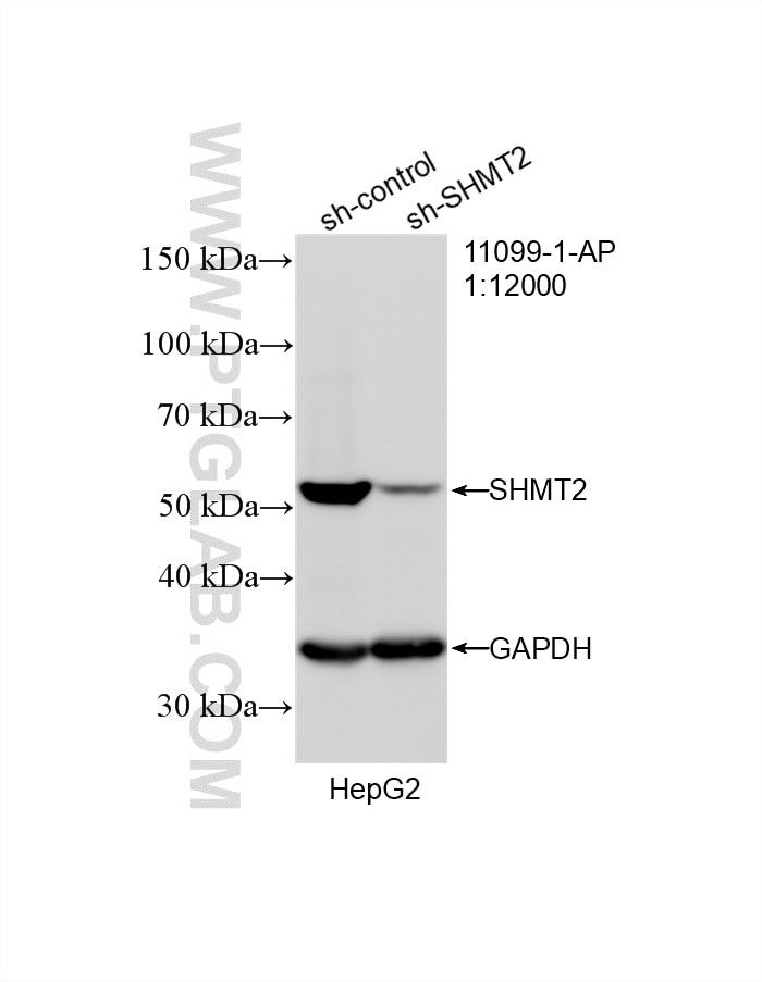 Western Blot (WB) analysis of HepG2 cells using SHMT2 Polyclonal antibody (11099-1-AP)