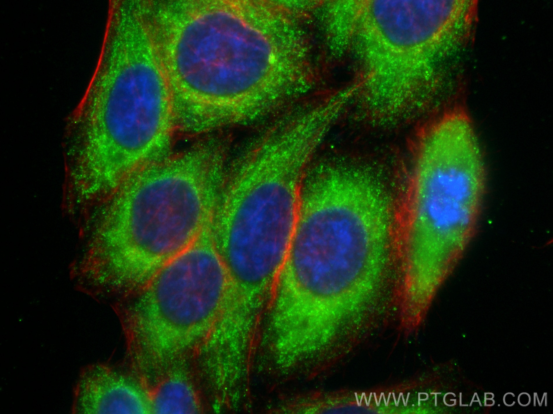 Immunofluorescence (IF) / fluorescent staining of HepG2 cells using SHMT2 Monoclonal antibody (67980-1-Ig)