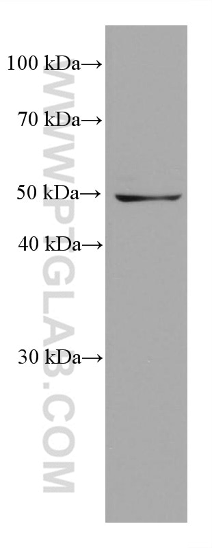 Western Blot (WB) analysis of HSC-T6 cells using SHMT2 Monoclonal antibody (67980-1-Ig)