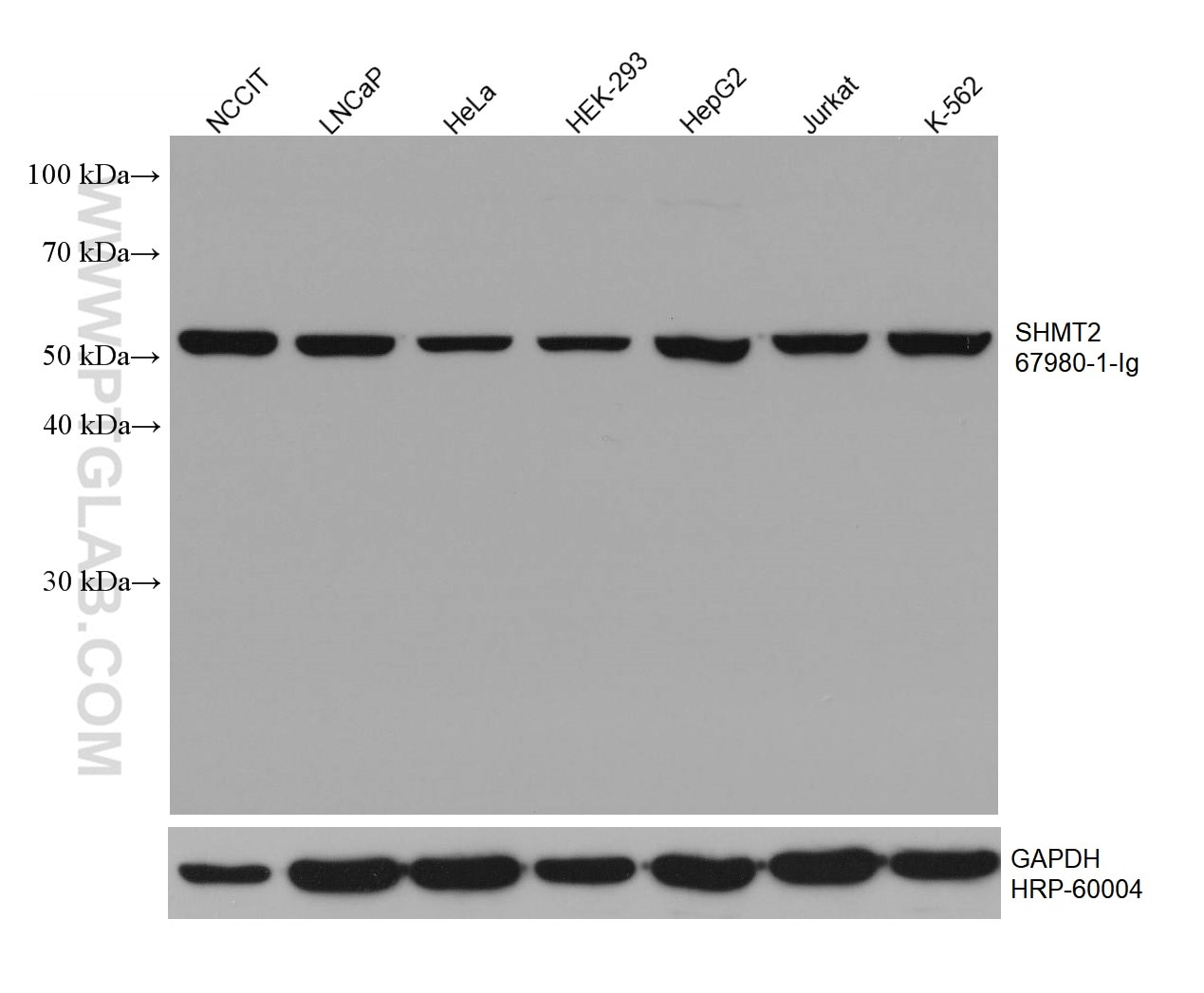 Western Blot (WB) analysis of various lysates using SHMT2 Monoclonal antibody (67980-1-Ig)