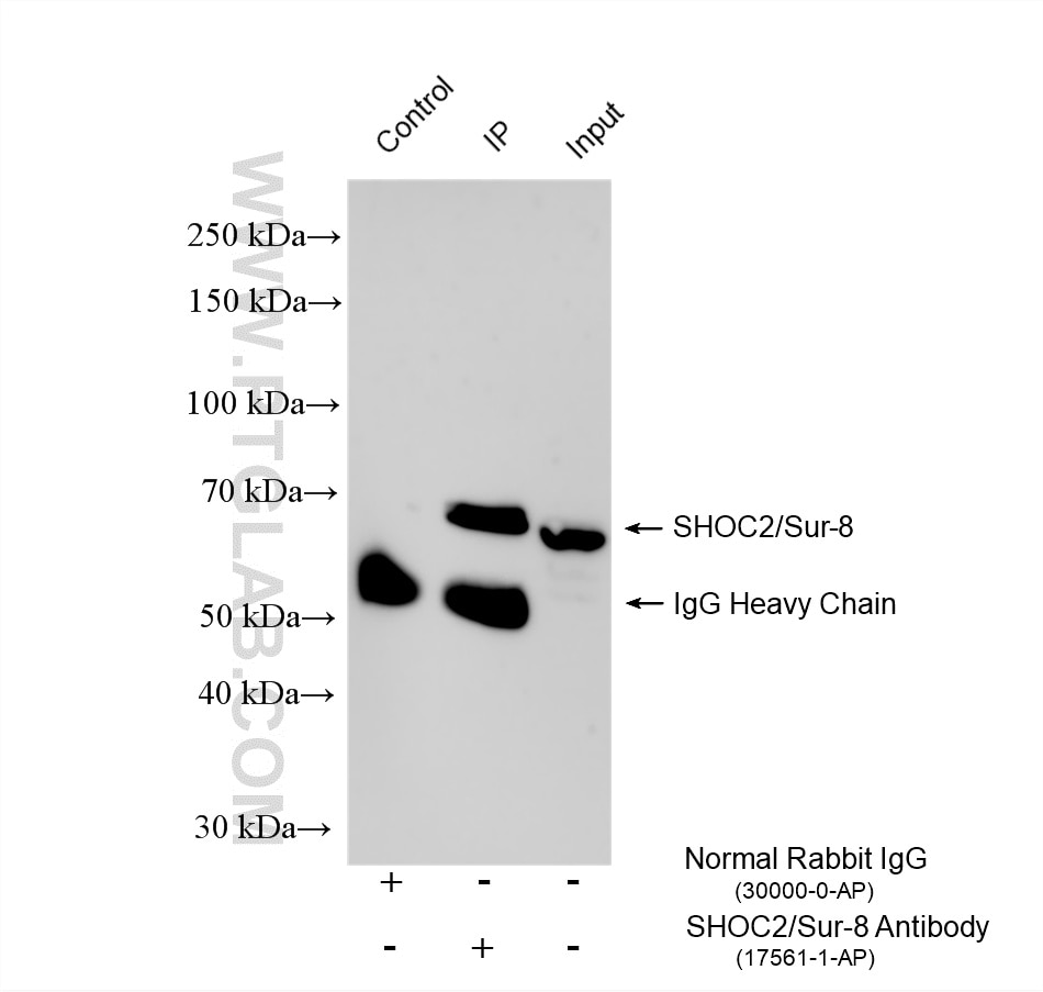 Immunoprecipitation (IP) experiment of Ramos cells using SHOC2/Sur-8 Polyclonal antibody (17561-1-AP)