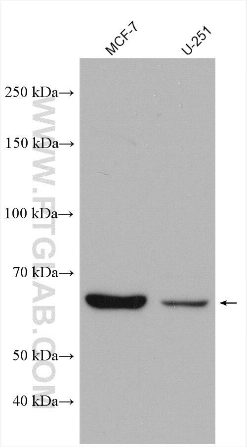 Western Blot (WB) analysis of various lysates using Sur-8 Polyclonal antibody (17561-1-AP)