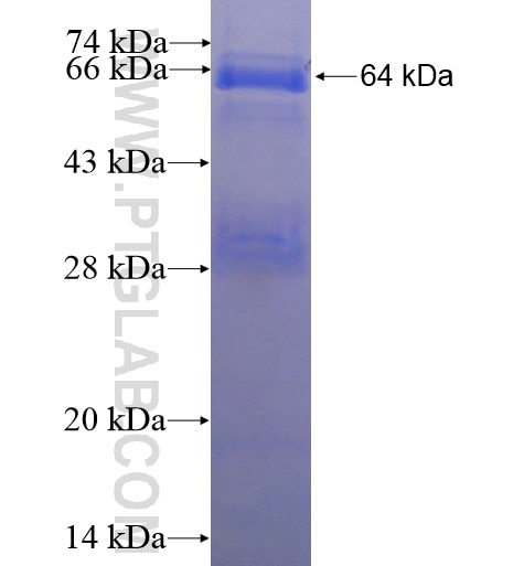 SHOC2 fusion protein Ag11754 SDS-PAGE