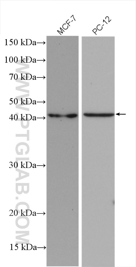 Western Blot (WB) analysis of various lysates using SHOX2 Polyclonal antibody (16366-1-AP)