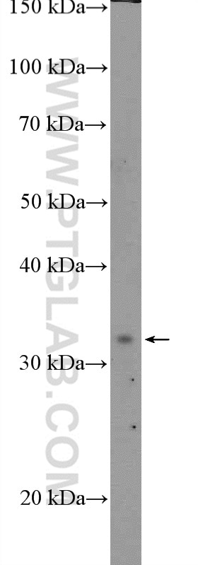 Western Blot (WB) analysis of Raji cells using SHOX2 Polyclonal antibody (16366-1-AP)