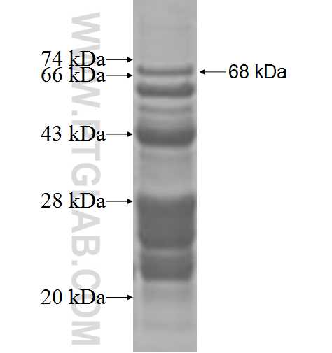 SHOX2 fusion protein Ag9290 SDS-PAGE