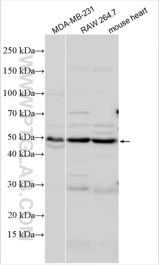 Western Blot (WB) analysis of various lysates using SHPK Polyclonal antibody (12441-1-AP)