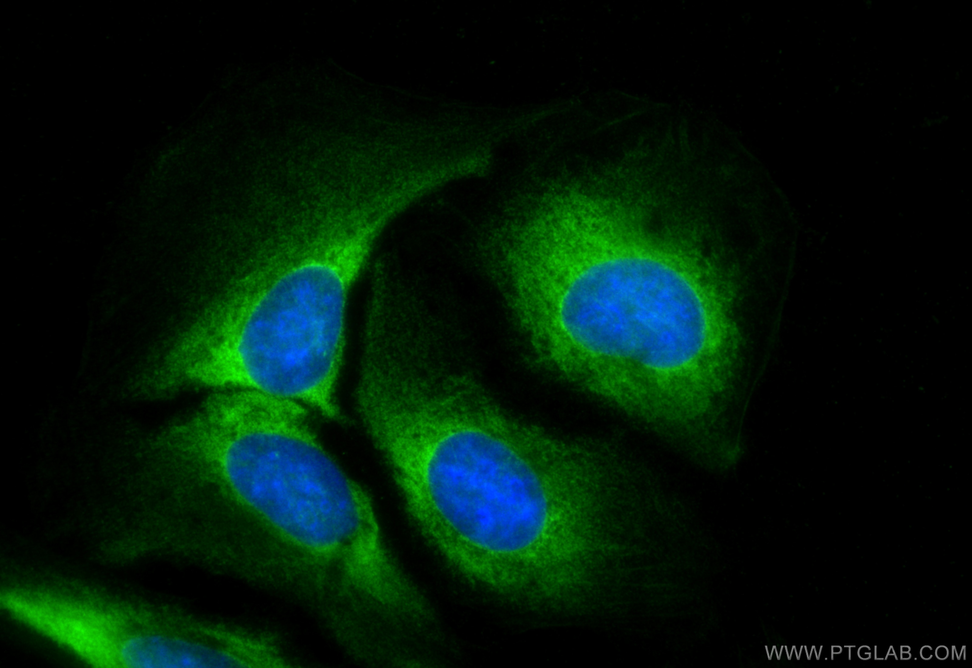 Immunofluorescence (IF) / fluorescent staining of U2OS cells using CoraLite® Plus 488-conjugated SHPK Recombinant ant (CL488-82875)