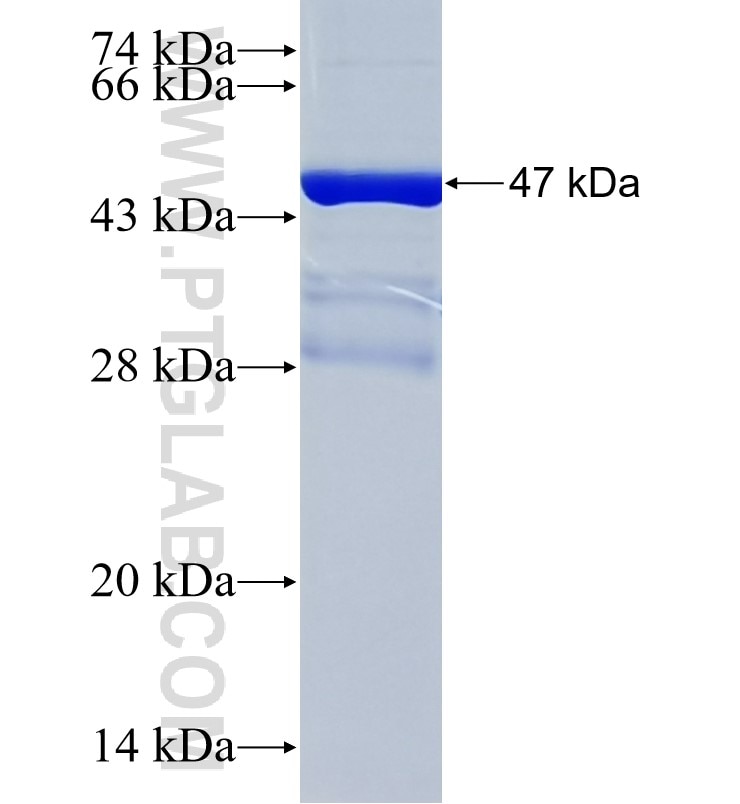 SHPK fusion protein Ag33893 SDS-PAGE