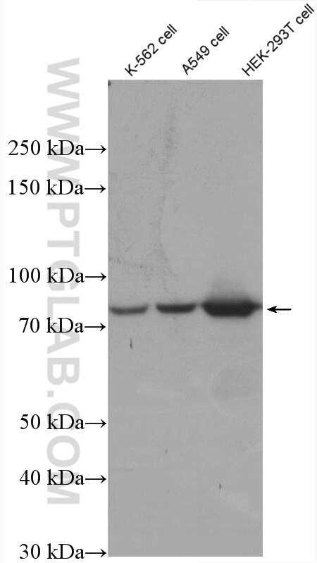 Western Blot (WB) analysis of various lysates using SHQ1 Polyclonal antibody (27020-1-AP)