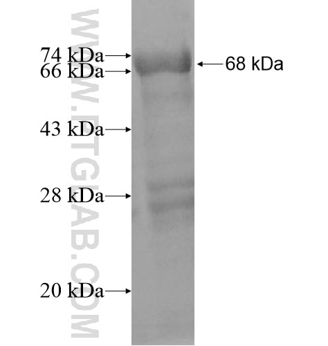 SHROOM1 fusion protein Ag12977 SDS-PAGE