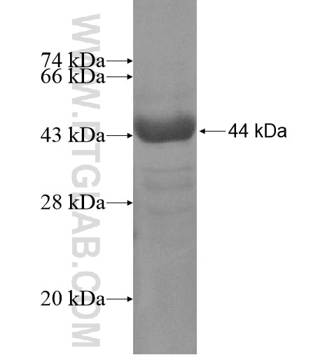 SHROOM1 fusion protein Ag13195 SDS-PAGE