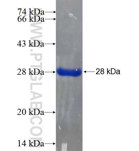 SHROOM2 fusion protein Ag24387 SDS-PAGE