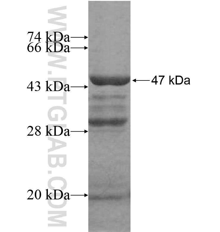 SI-CLP,CHID1 fusion protein Ag16810 SDS-PAGE
