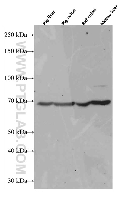 Western Blot (WB) analysis of various lysates using SIAE Monoclonal antibody (66522-1-Ig)