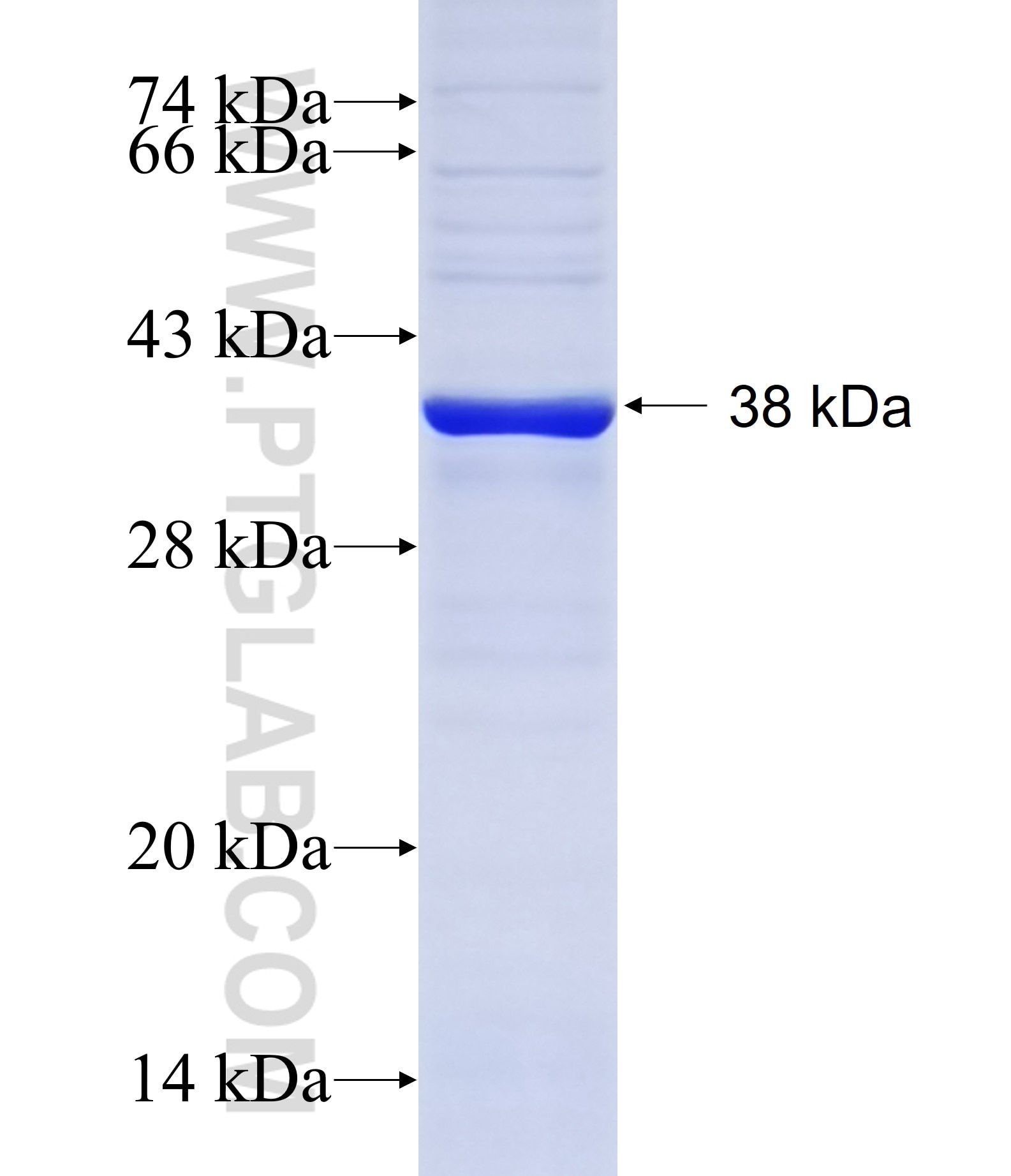 SIAE fusion protein Ag14624 SDS-PAGE