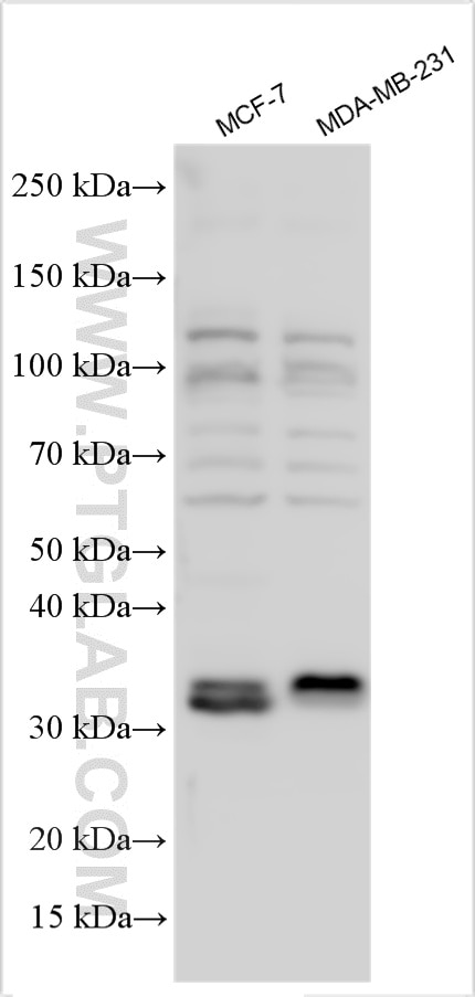 Western Blot (WB) analysis of various lysates using SIAH2 Polyclonal antibody (12651-1-AP)