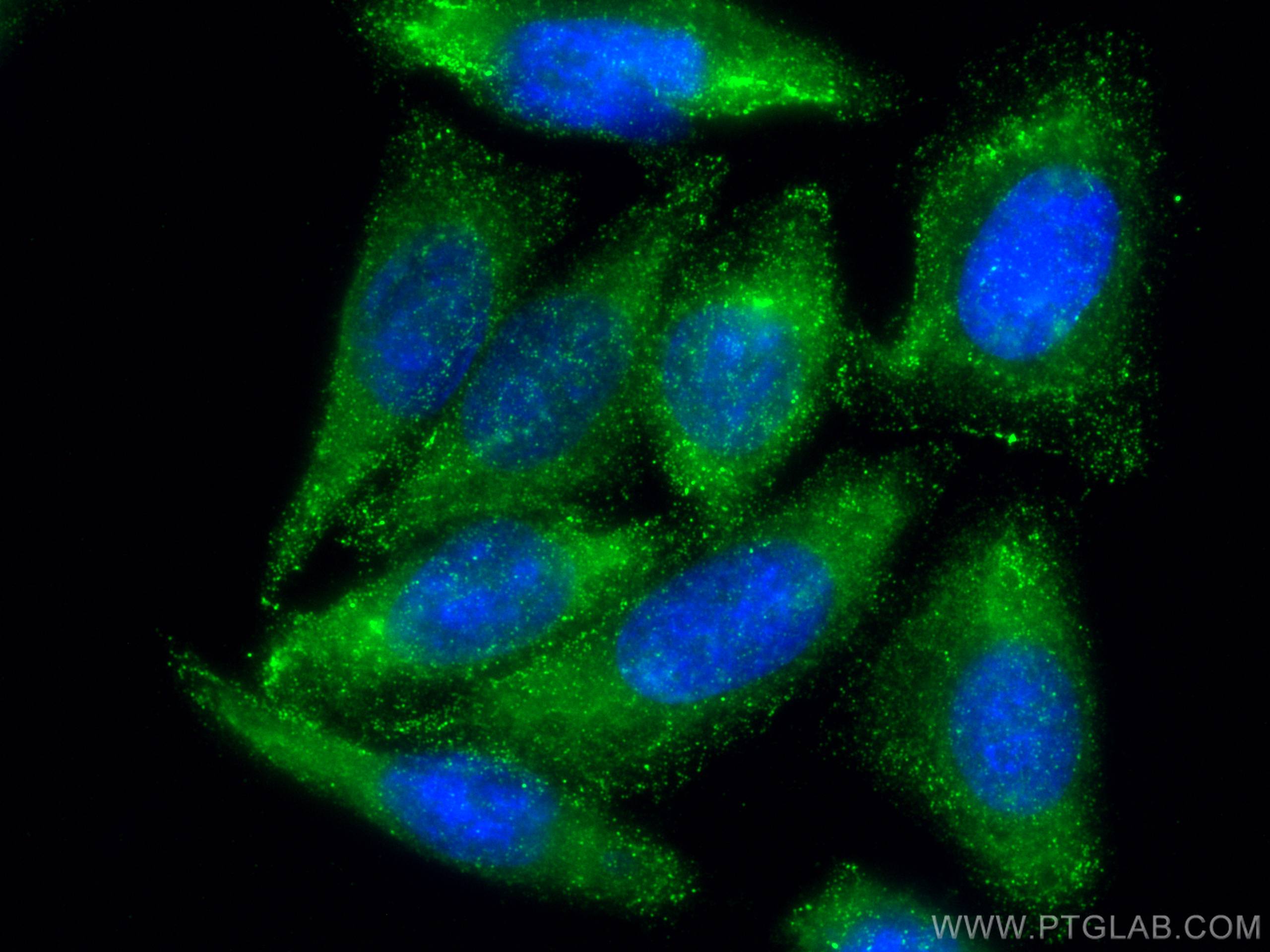 Immunofluorescence (IF) / fluorescent staining of HepG2 cells using SIDT1 Polyclonal antibody (55352-1-AP)