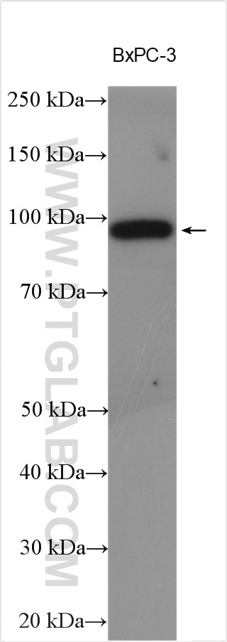 Western Blot (WB) analysis of various lysates using SIDT1 Polyclonal antibody (55352-1-AP)