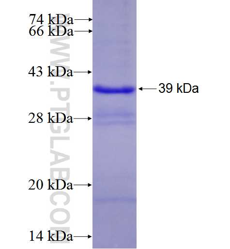 SIGIRR fusion protein Ag25850 SDS-PAGE