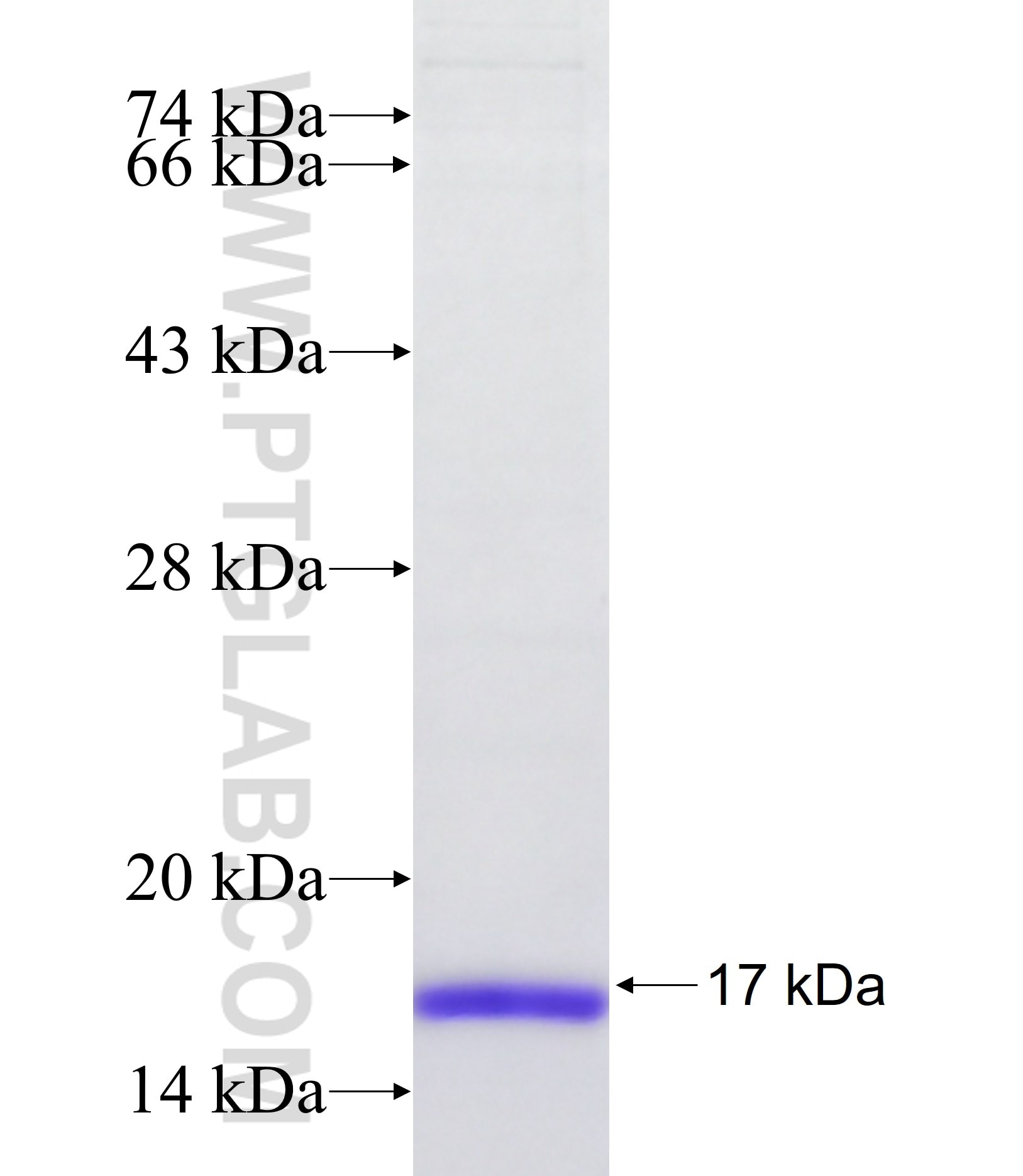 SIGIRR fusion protein Ag32814 SDS-PAGE