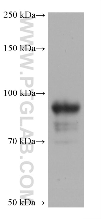 Western Blot (WB) analysis of TF-1 cells using SIGLEC10 Monoclonal antibody (60547-1-Ig)