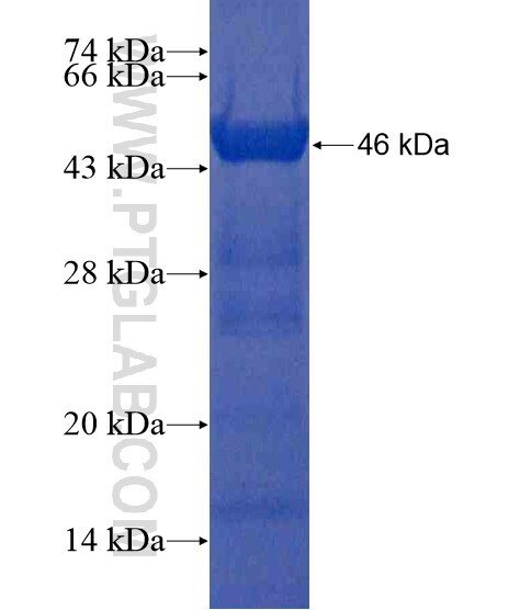 SIGLEC10 fusion protein Ag20755 SDS-PAGE