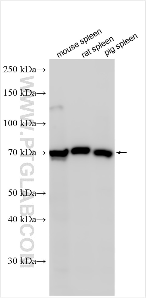 Western Blot (WB) analysis of various lysates using Siglec-12 Polyclonal antibody (13964-1-AP)