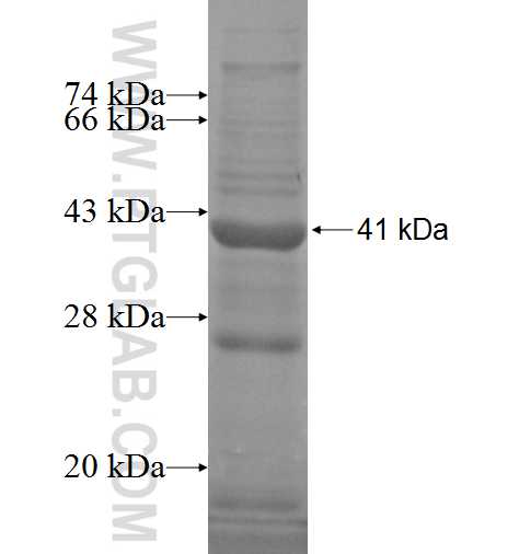 SIGLEC12 fusion protein Ag4939 SDS-PAGE