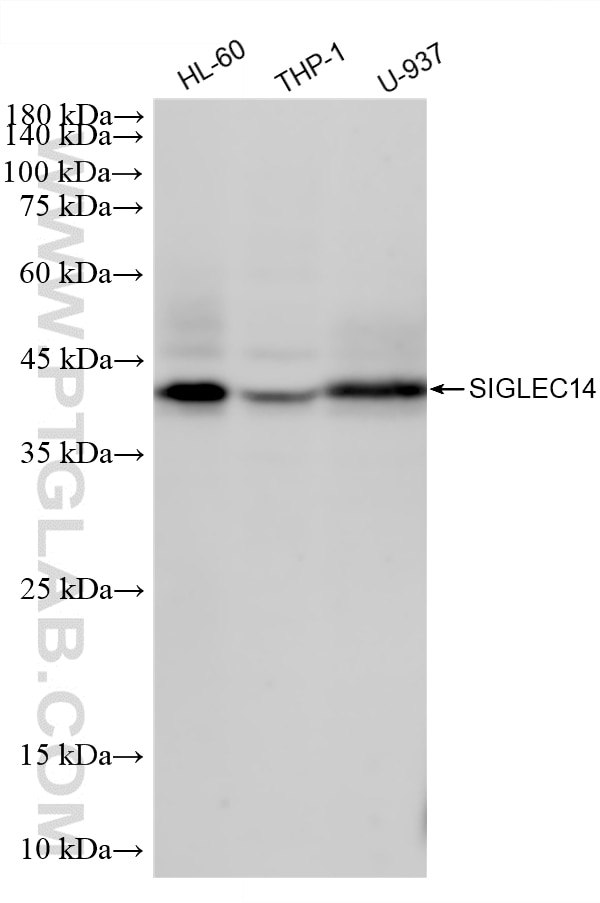 Western Blot (WB) analysis of various lysates using SIGLEC14 Recombinant monoclonal antibody (86628-3-RR)