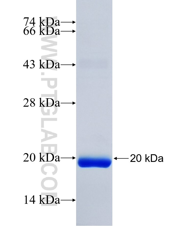 SIGLEC15 fusion protein Ag29829 SDS-PAGE