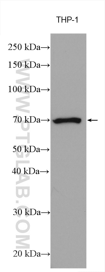 Western Blot (WB) analysis of various lysates using SIGLEC5 Polyclonal antibody (13230-1-AP)