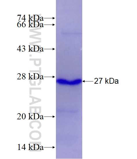 SIGLEC5 fusion protein Ag14469 SDS-PAGE