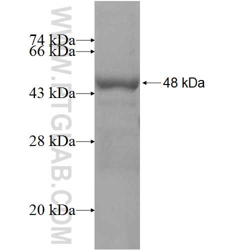 SIGLEC5 fusion protein Ag4101 SDS-PAGE
