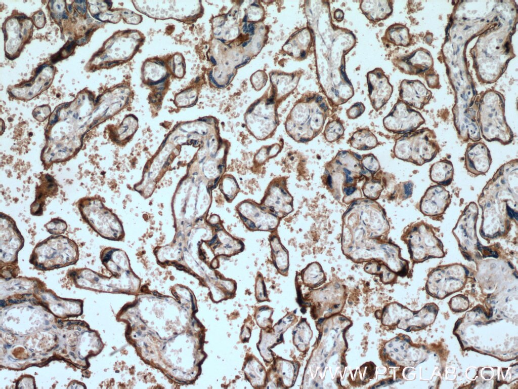 Immunohistochemistry (IHC) staining of human placenta tissue using SIGLEC6 Polyclonal antibody (13454-1-AP)
