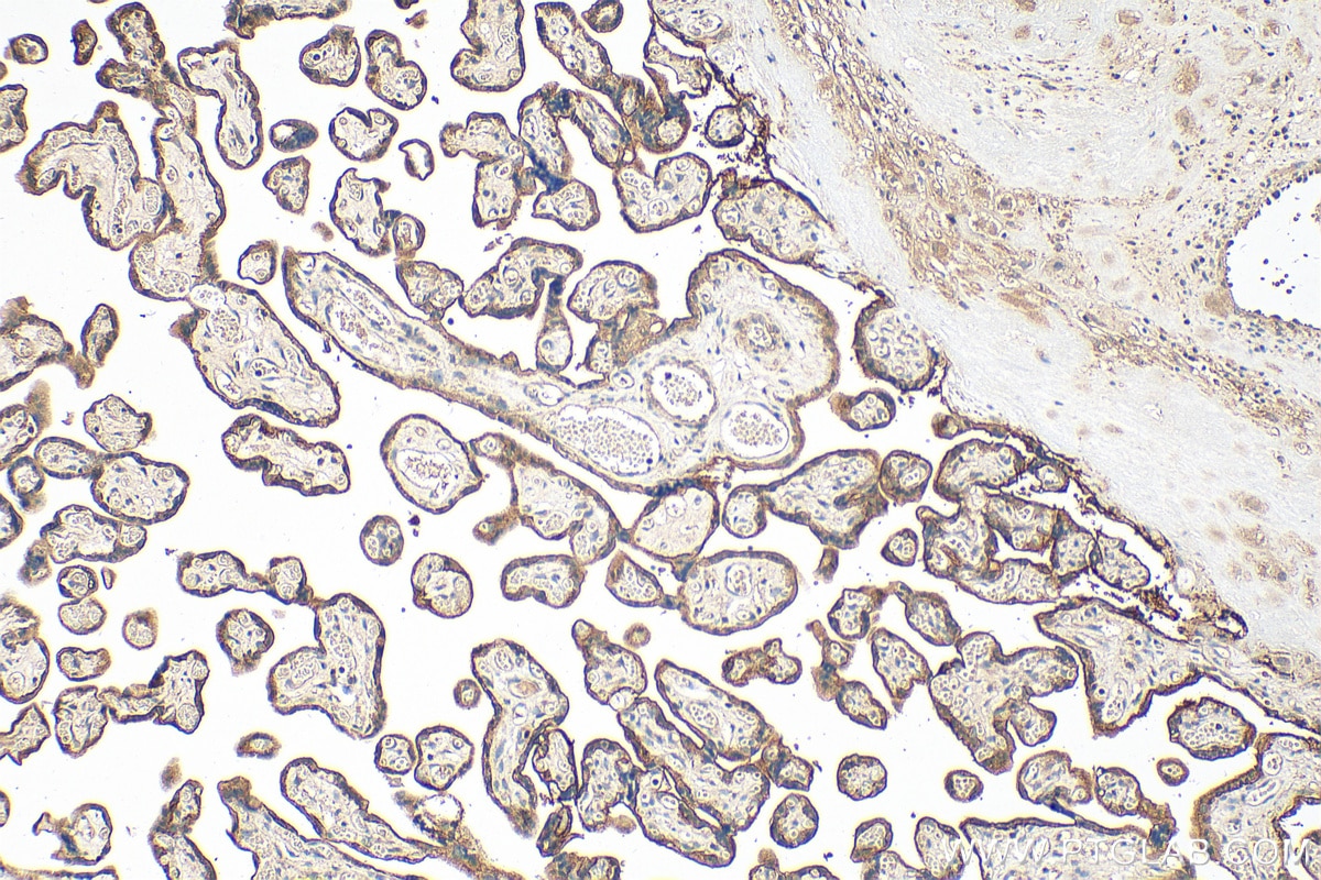 Immunohistochemistry (IHC) staining of human placenta tissue using SIGLEC6 Polyclonal antibody (13454-1-AP)