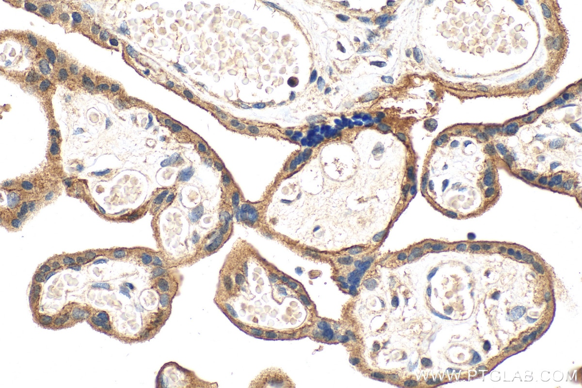 Immunohistochemistry (IHC) staining of human placenta tissue using SIGLEC6 Polyclonal antibody (13454-1-AP)