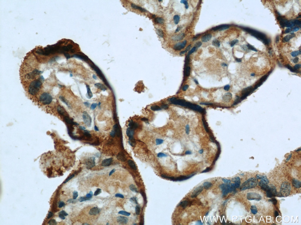Immunohistochemistry (IHC) staining of human placenta tissue using Siglec-7 Polyclonal antibody (13939-1-AP)