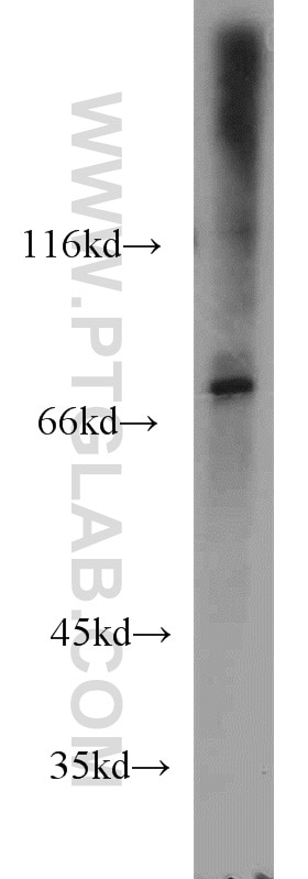 Western Blot (WB) analysis of K-562 cells using Siglec-7 Polyclonal antibody (13939-1-AP)