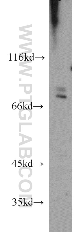 Western Blot (WB) analysis of A549 cells using Siglec-7 Polyclonal antibody (13939-1-AP)